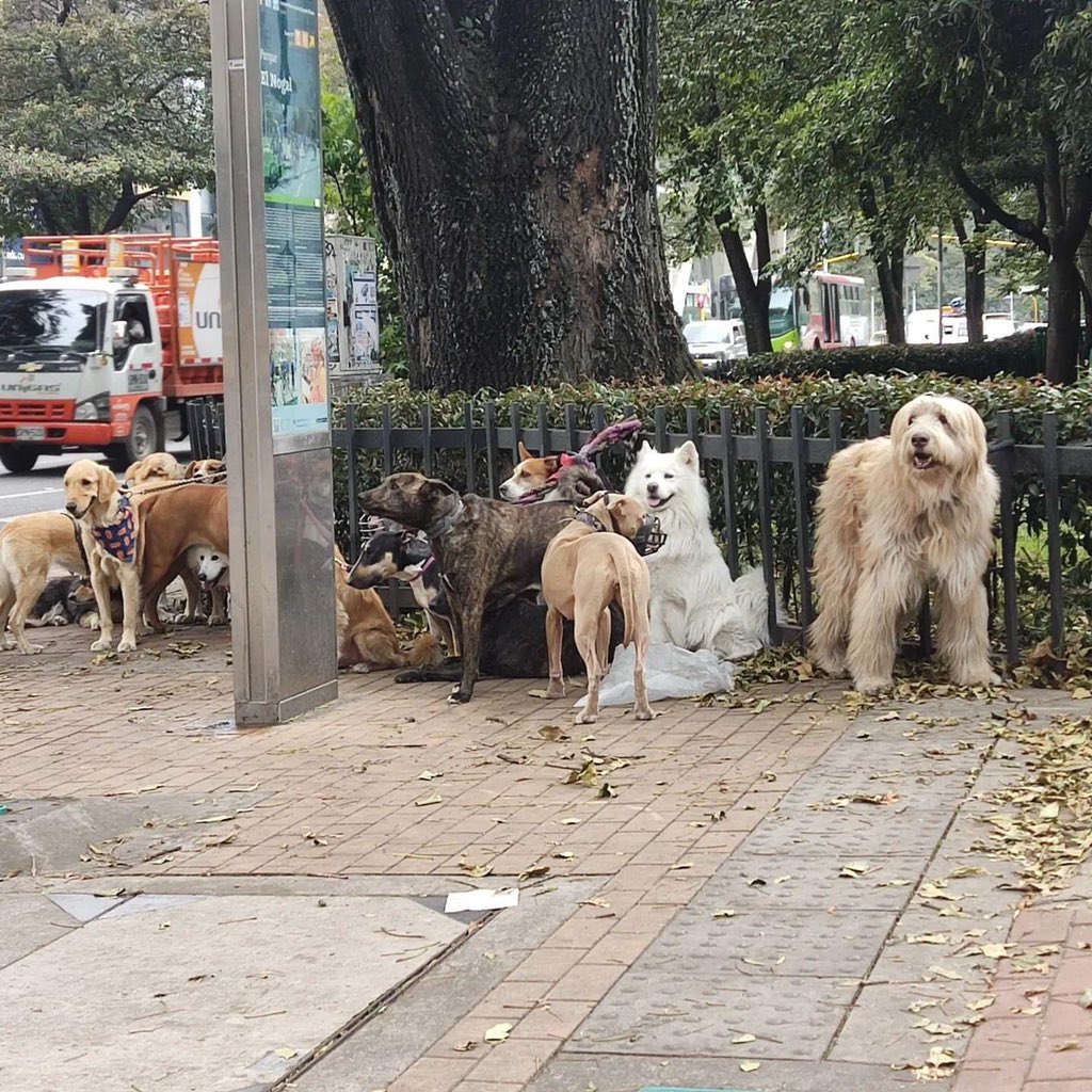🚨🚨#CuadranteK alhambra quiere advertir que por la calle 80 con carrera 11 en #Bogotá, el cuidador/paseador, frecuentemente deja los 🐶🐶 amarrados por largos periodos de ⏱en ese punto. Ese el el paseo que le da a los peluditos 😡! <a href="/Citytv/">Canal Citytv</a> <a href="/ELTIEMPO/">EL TIEMPO</a>