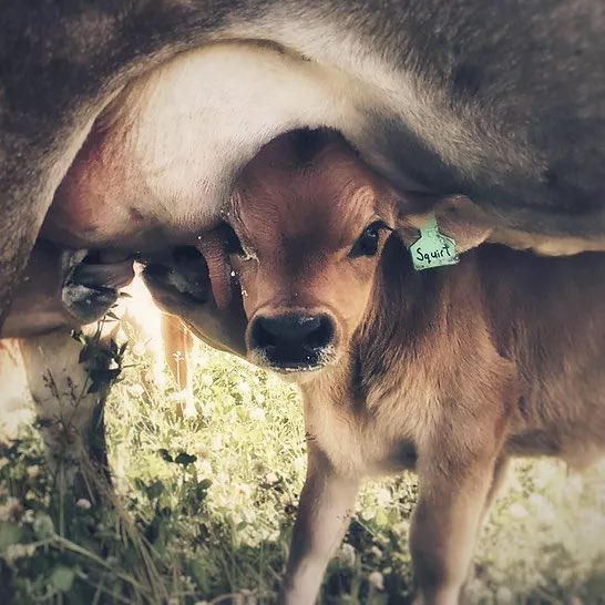 EdmAMCBC's tweet photo. Tune in at 6:40 this morning when we’ll find out more about a compact cow called a mini jersey. Tazara McClanaghan is the owner of Back Forty Mini Jerseys in Spirit River, near Grande Prairie. She joins us to talk about these mini cows. #cows #minijerseys https://t.co/rMfFWDFXkW