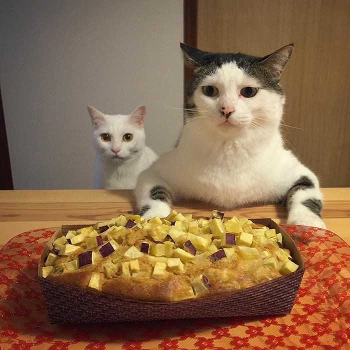 ´ (@catssoob) on Twitter photo 