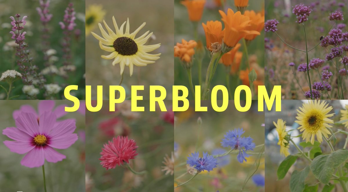 “We started with a blank canvas. It wasn’t going to be good enough to just make ... a flat field of flowers. We wanted to add extra, rich layers, so that people could enjoy the #landscape as a sequence." - <a href="/AndrewGrantGA/">Andrew Grant</a>. A closer look at #TowerSuperbloom: tinyurl.com/29krhjyf