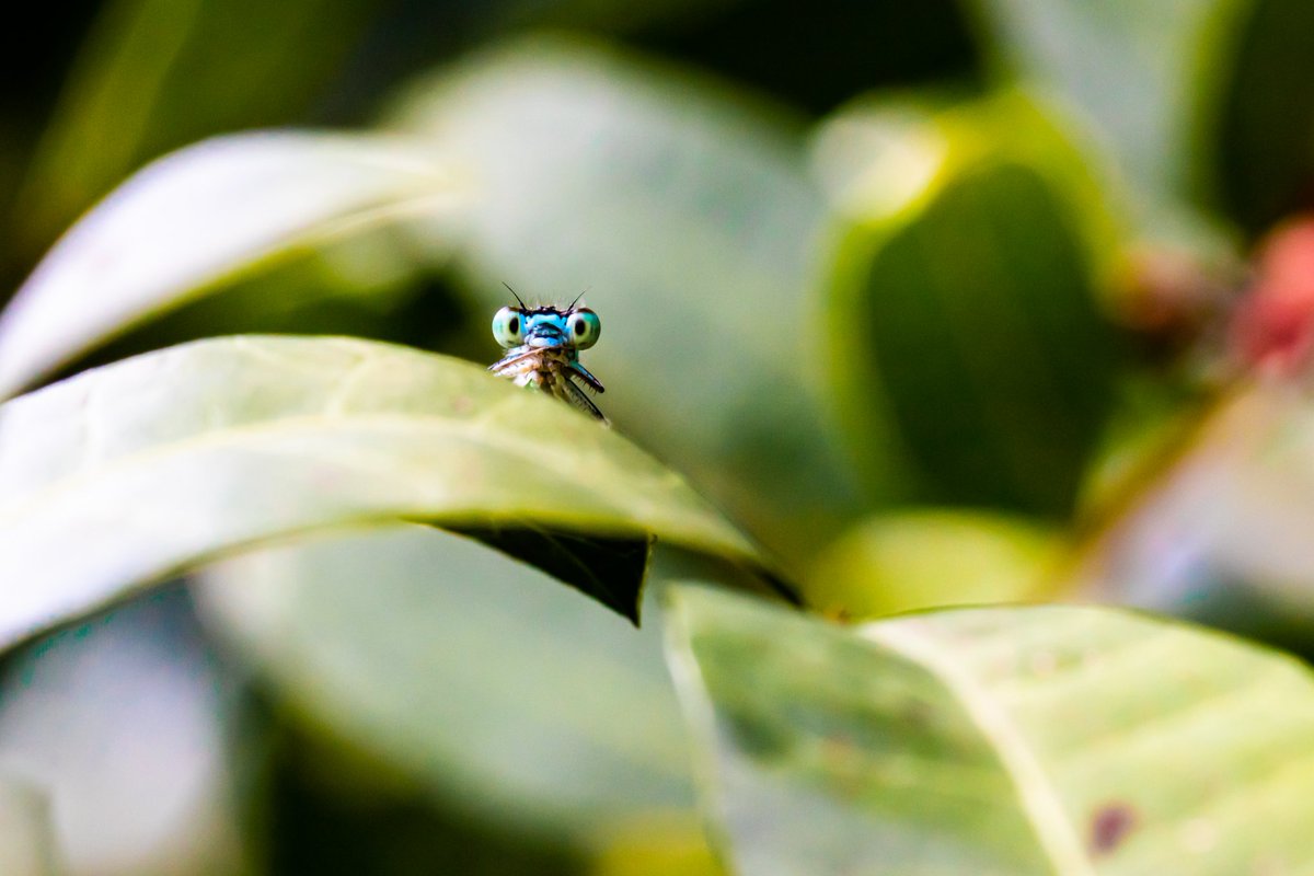 pbraypbray's tweet photo. Cute bugs macro photography collection coming to tezos soon?
Cute bugs macro photography collection coming to tezos soon.
#CleanNFT #photez #NaturePhotography https://t.co/E5dkeqrAwN