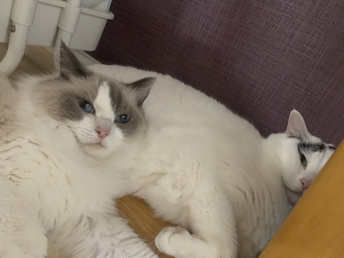 AloeLuna67's tweet photo. あろえ兄ちゃんのお腹枕ふわふわ〜
最高の寝心地だね

#猫好きさんと繋がりたい #猫のいる生活 #ねこ #猫  #cat  #ラグドール https://t.co/Tq1gNYsl75