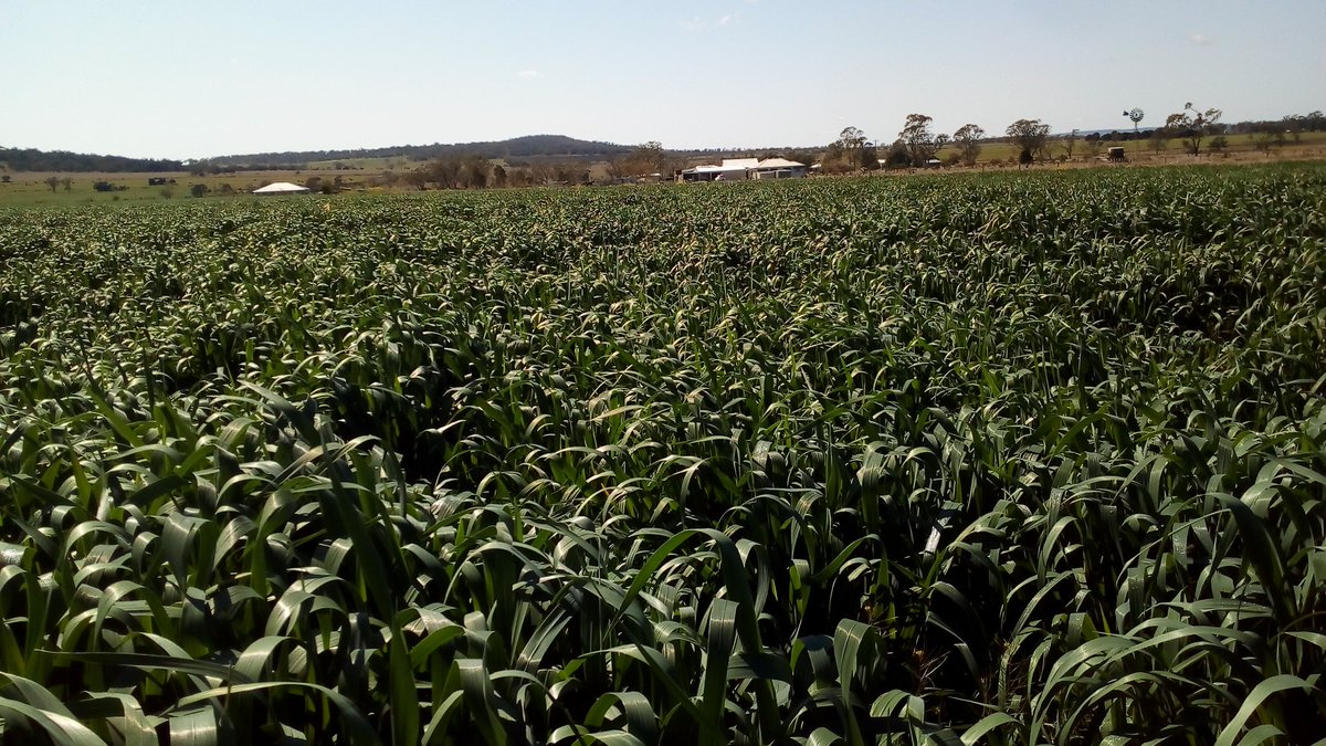 KeithPembleton's tweet photo. This might be the biggest oat crop that I have grown. It is destined to end up as small hay bales. But before that happens  @GIrisarri @JonathanJOjeda &amp; I are going to use it to further our collaborative work integrating #APSIM with earth observation for better crop management https://t.co/pE6hyIko6b