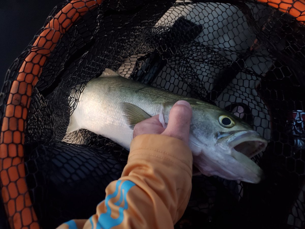 FishingTurdle's tweet photo. Bluefish https://t.co/EIJkeKlwTw
