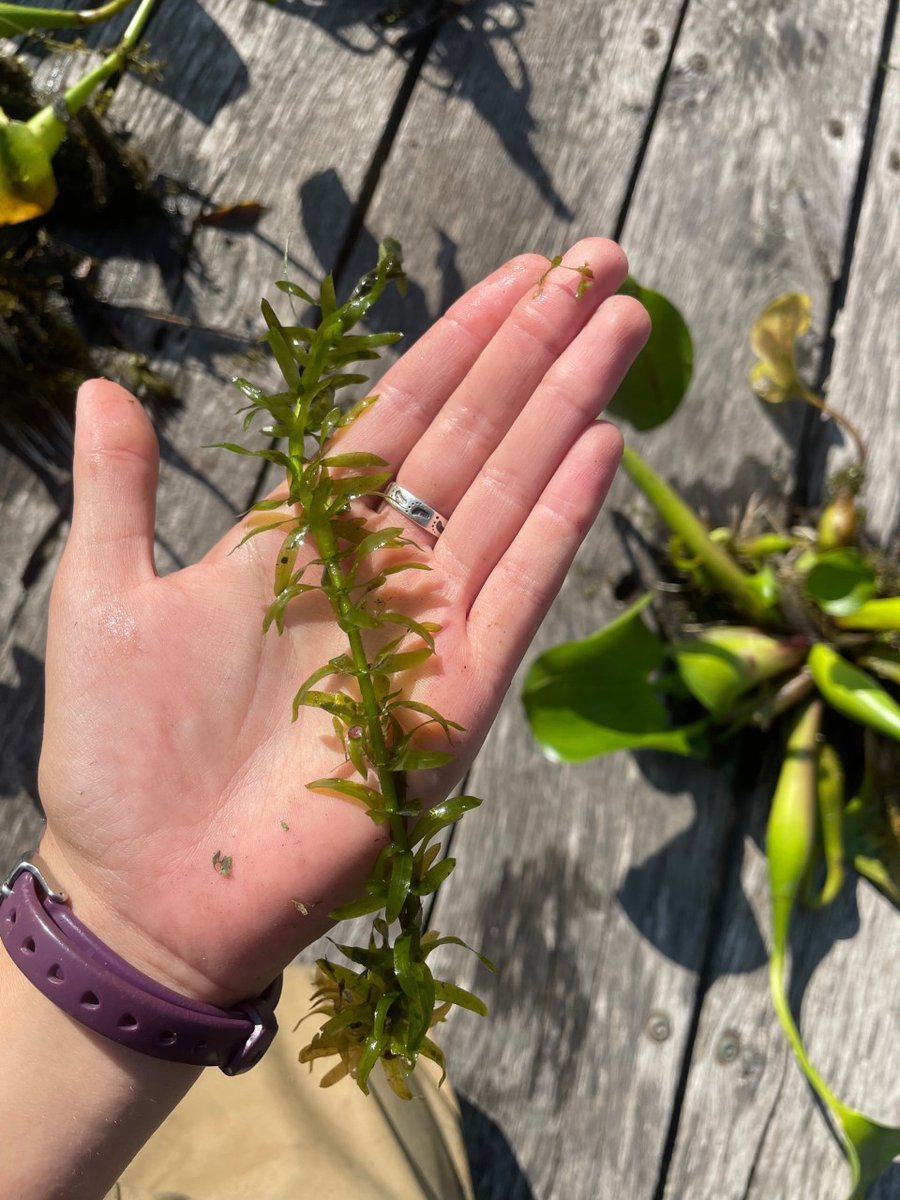 AISplantguy's tweet photo. #MacrophyteMonday - Water lettuce, water hyacinth, and Egeria densa, three unwanted #AquaticInvasivePlants were detected in Cleveland Metroparks last week. It takes ⌛️ and💰 to remove these plants. 

Don't dump aquarium plants in wild places, compost them instead! https://t.co/FkQX40iAd6