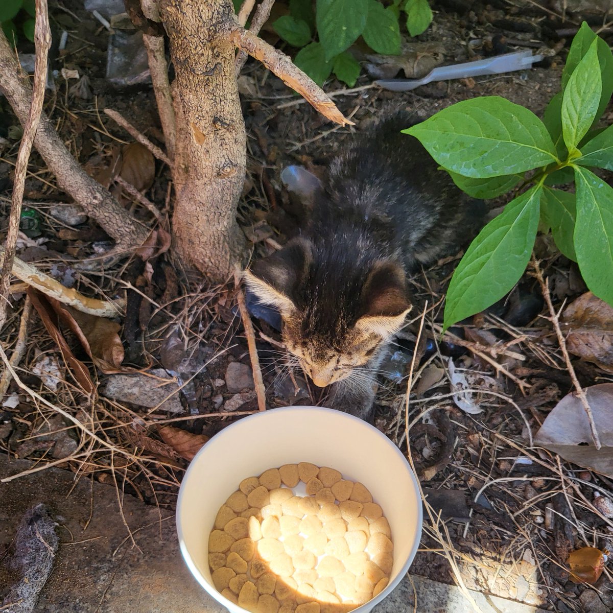 1122inch's tweet photo. 昨日彼氏の店の前の茂みで朝11時〜夜9時まで鳴き続けてた子猫がいて、人に捨てられたのかお母さんとはぐれたのか、見て見ぬふりできなかったらしく一時的に保護することに…うちで引き取ってあげたい気持ちは山々だけど現実的に厳しく… 里親さんを探しています❕心当たりのある方是非一度ご連絡を😿 https://t.co/ToHlD5pjHx