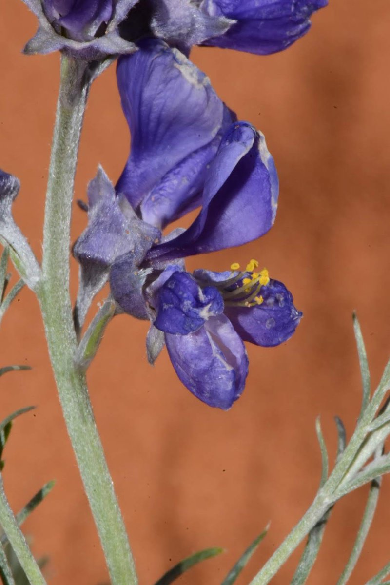 JoeySantore's tweet photo. Sophora stenophylla is a member of the pea family that grows on shifting sand dunes in Southern Utah at elevations of 6,000' & spreads by rhizome, forming colonies of bright purple pea flowers that stand out against the pink background of the Mesozoic sands it grows on. https://t.co/4dJwZ5cGYW