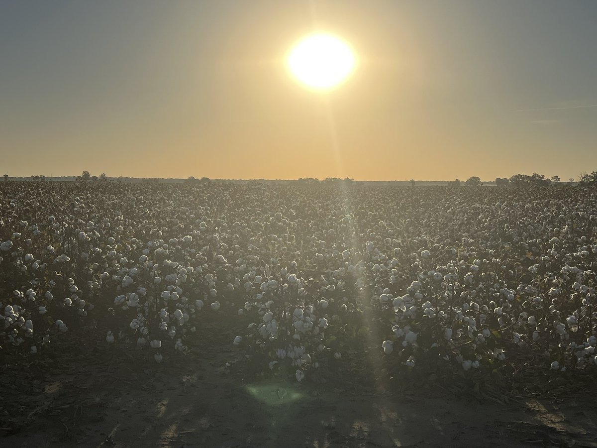 Jesse Flye tweet media