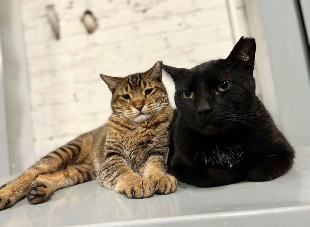 purrtacular's tweet photo. hey could be bouncers at their hooman's next beer fest 🥊
cr: empiricalbrew
#distillerycats #brewerycat #beercat #brewcat #cats #catstagram #instacat #catsofinstagram #mouser #guardianofthegrain #RaymondDC #VenkmanDC #Purrtacular https://t.co/temQrn8ZJL