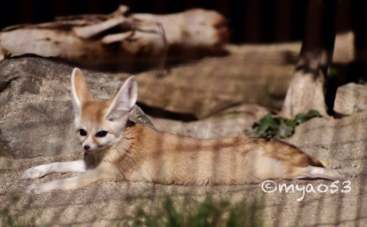 myao53's tweet photo. #fenecfox #フェネック
#higashiyamazooandbotanicalgardens #東山動植物園 #キキ #オールドレンズ
#イヌ科最小動物
寛ぎキキちゃん https://t.co/yWIKIOYeoa