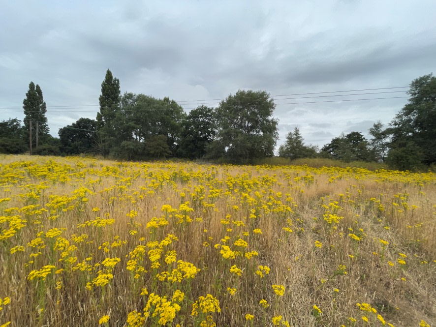 AH East Anglia (@aheastanglia) on Twitter photo A pretty plot of land bear the River Waveney...
auctionhouse.co.uk/eastanglia/auc… A pretty plot of land bear the River Waveney...
auctionhouse.co.uk/eastanglia/auc…