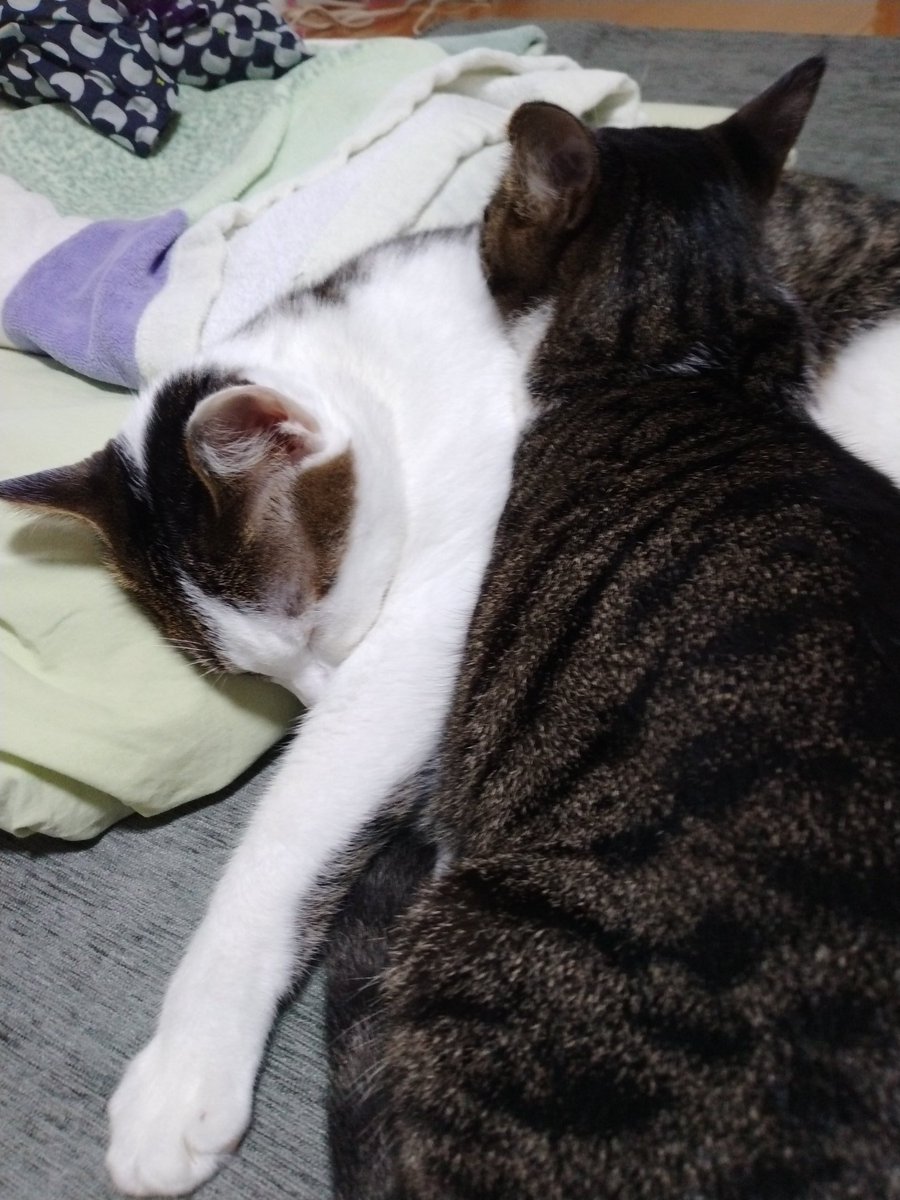 hachihichi's tweet photo. 家族470日目
あご枕
#猫 #猫がいる幸せ https://t.co/BBjRcGJe4G