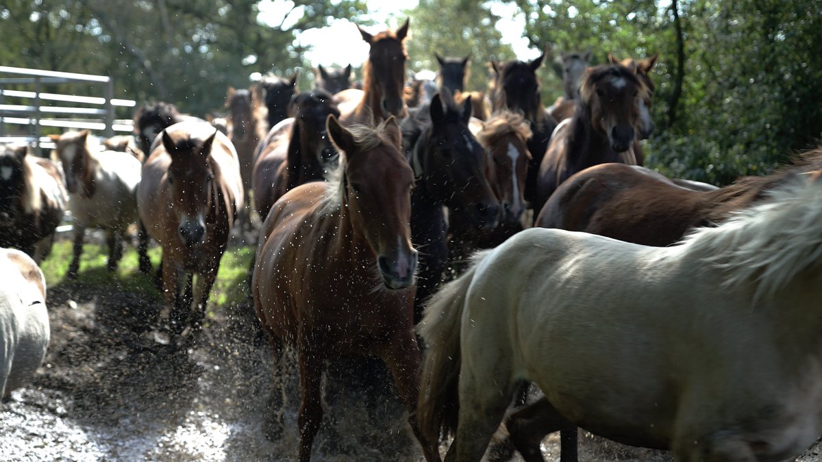 Today's #NewForest drift is at Wootton

Brownhills, Wootton Bridge, Broadley, Yew Tree Bottom, Longslade Heath &amp; Horseshoe Bottom car parks are all closed for the duration of the drift.

For your own safety please look out for the warning signs and avoid the area of the drift.