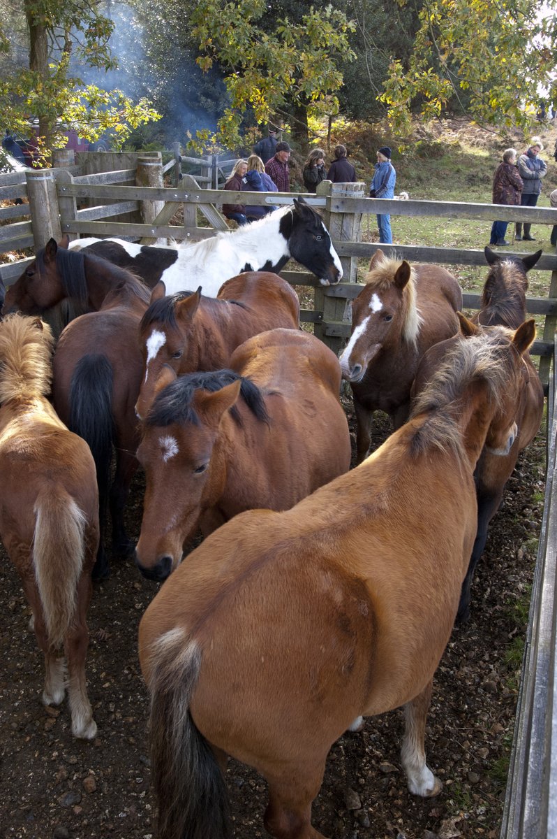 Today's #NewForest drift is at Ober

Ober Corner car park &amp; the Cycle Route Ober Corner to Black Knowl &amp; Hursthill before the New Park entrance are closed for the duration of the drift.

For your own safety please look out for the warning signs and avoid the area of the drift.