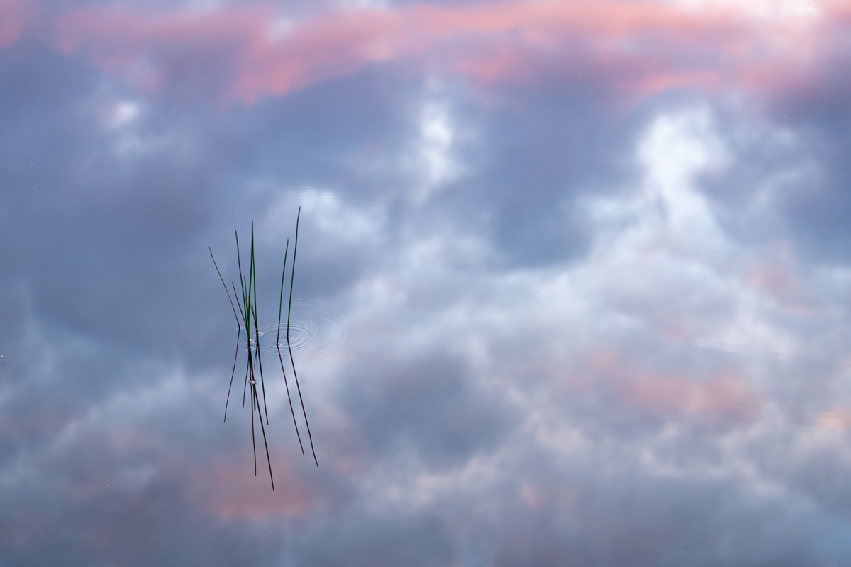 BF_Stubbs's tweet image. A little bit of minimalism this Monday.  These rushes stood isolated in their pond with the late evening sky reflected in the surface of the water. #rushes #water #pondreflection #reflectedsky #minimalistrushes #rushesphoto #fsprintmonday #WexMondays
bf-stubbs.co.uk