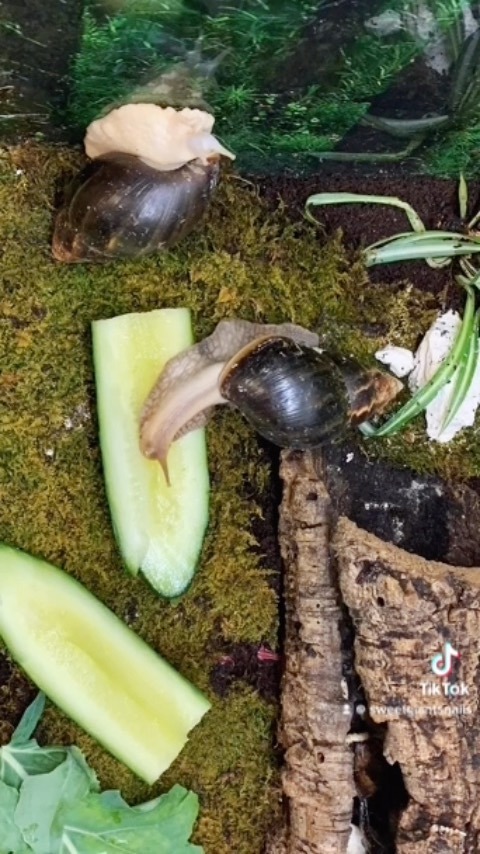 SweetGiantSnails tweet media