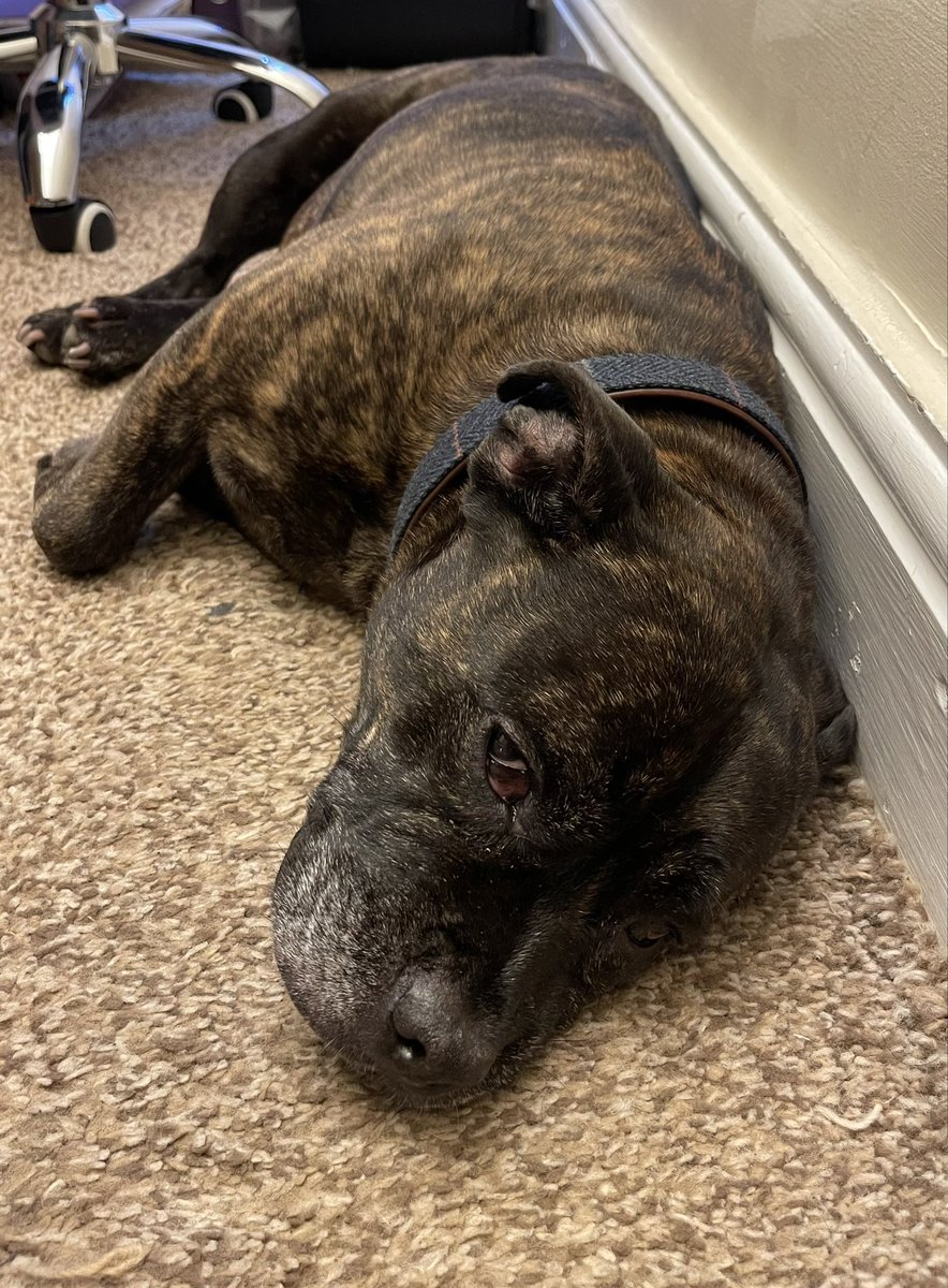 Manlet's tweet image. Happy Monday everyone! We had a brilliant week last week as we have 2 new tenants settled into their new homes in Stockport and Gorton 🏡 We have another busy week ahead of us as we are dealing with repairs and enquiries. think our office dog is already over this week though 😂