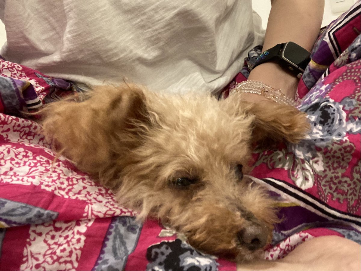 cafeRaMo's tweet photo. 無事に戻りました✨
元々保護犬で、ブリーダー崩壊から2年前にレスキュー。
子供が産めなくなると、飼育放棄するそうです。(←恐ろしい)
耳、口周り、尻尾の毛は無く、臭いも酷くてボロボロでした💧
なのに、また保護されて…反省しかないです…🙇‍♀️

#迷い犬 #保護犬 #レスキュー #トイプードル #台東区 https://t.co/CGzAWfBqUc