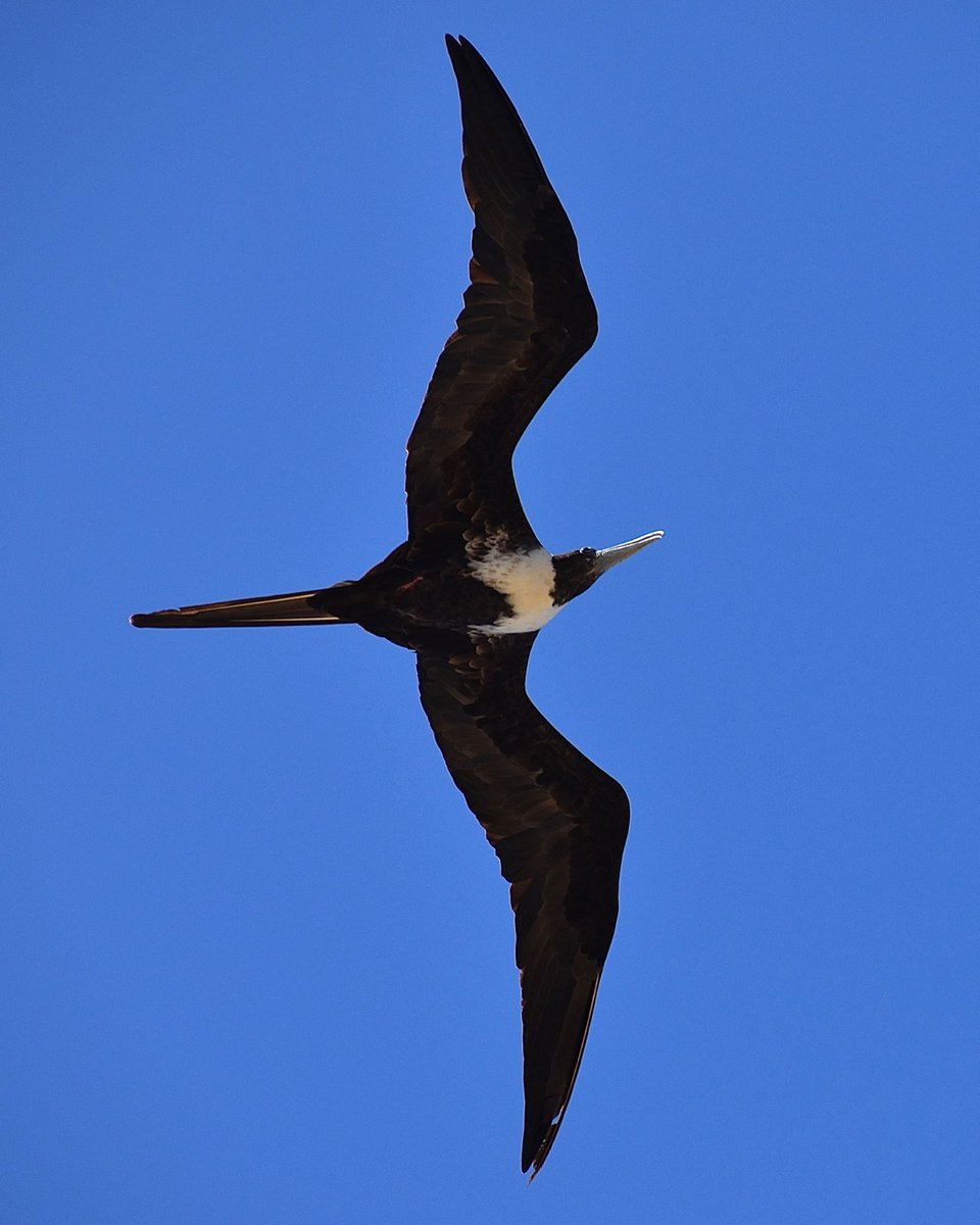BirdsBirdsBird7's tweet photo. Magnificent Frigatebird in San Juan, Puerto Rico #birds #birdphotography #birdwatching #twitternaturecommunity https://t.co/x8mgYIYDon