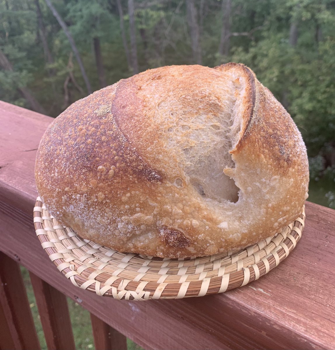 Finally starting to get that ear!  68% hydration, folds and bulk rise at 71 degrees F, and a curved lame (I was using a flat one before).  #sourdough