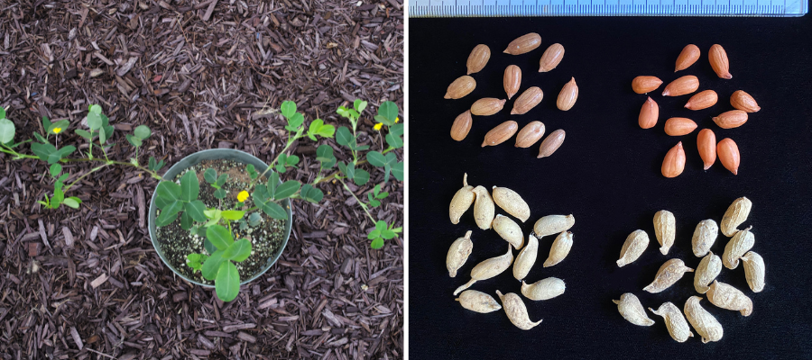 ASA_CSSA_SSSA's tweet photo. Crop breeders at @universityofga recently released a new variety of peanut, one that is disease-resistant thanks to help from the #CropWildRelative of peanut. Read more in this new Sustainable, Secure Food Blog: https://t.co/0T5lwjDYwC

📸: University of Georgia https://t.co/2Mxj7FAl8V