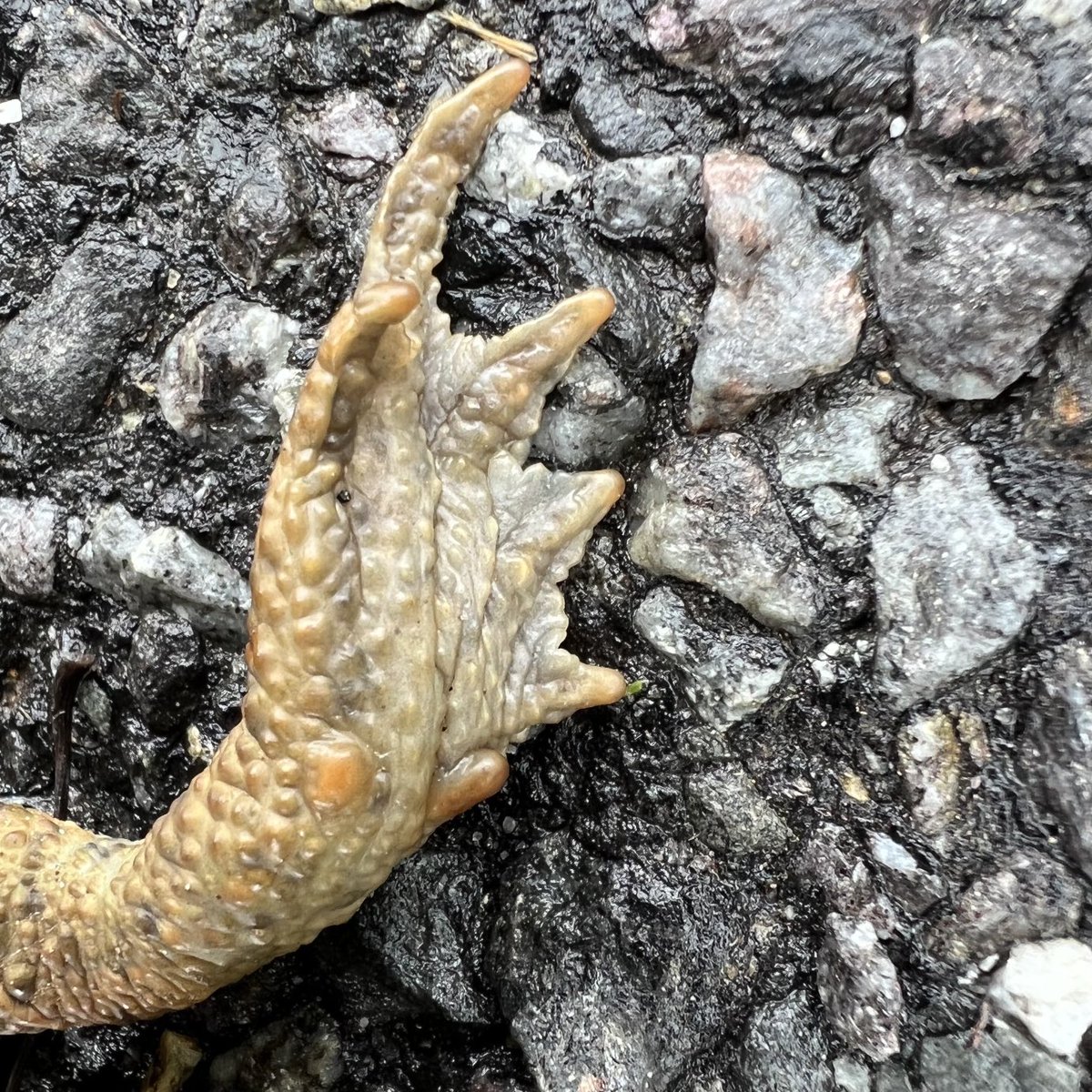 IkaKarl's tweet photo. autumn road -
a fallen leaf mourns
a flattened toad
#haiku #haiga #photohaiku #fallhaiku #micropoetry #writelikeissa #pocketinsects #saveinsects #insectlovers #igersaustria #insectsphotography #bees #savebees #savebumblebees
#savebutterflies
#gartenglueck https://t.co/os09JVDcSS