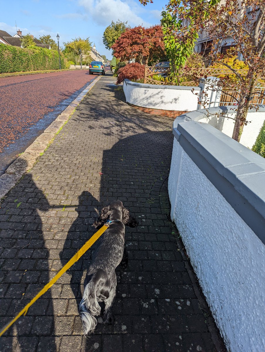 o_bevin's tweet photo. A quick lunchtime walk as part of MEM's September exercise challenge! Refreshed & Milo enjoyed it too! 🐶🐾 Have you got your steps in? #flexnhs #teamNORTH #teamnorthseptember @millarwilson @mcerlane_angela https://t.co/NPVdxIy0m9