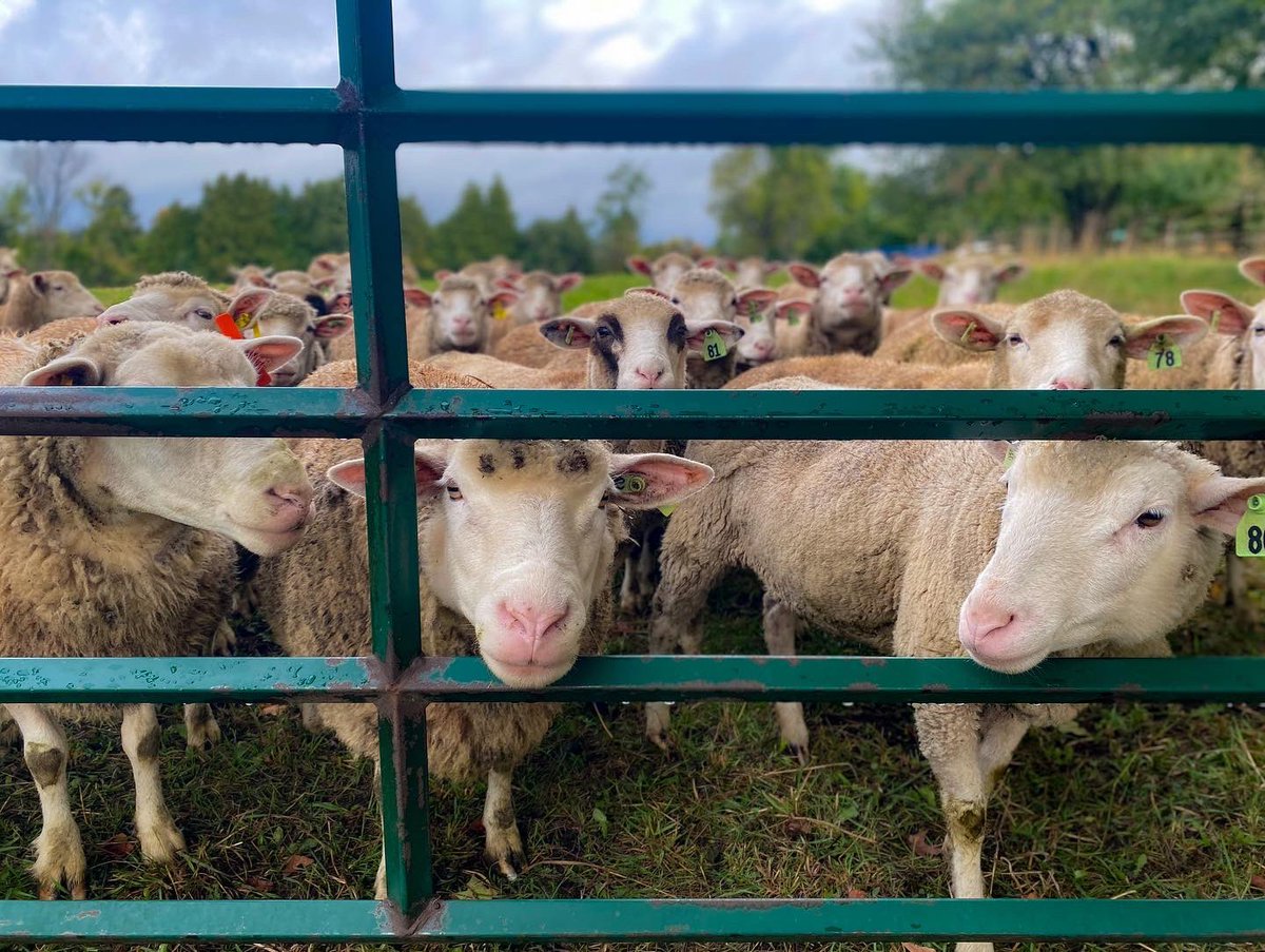 esta_kelly's tweet photo. Happy Monday! #ontag #fallgrazing
@OntarioSheep https://t.co/38CHEt3RhA