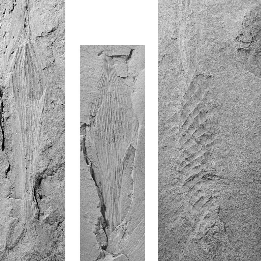 nat_sciences_be's tweet image. These small (&amp;lt;4cm) #fossil imprints of shark egg capsules are 320 (!) million years old. They were found in (now closed) coal mines in Belgium 🇧🇪. By studying them our researchers identified more than 10 different species link.springer.com/article/10.100…