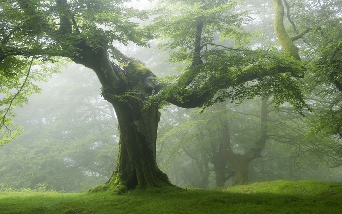 yes on X: @GRlFFS Me when i see a wise mystical tree as a kid: 😀 Me when  i see a wise mystical tree now:  / X