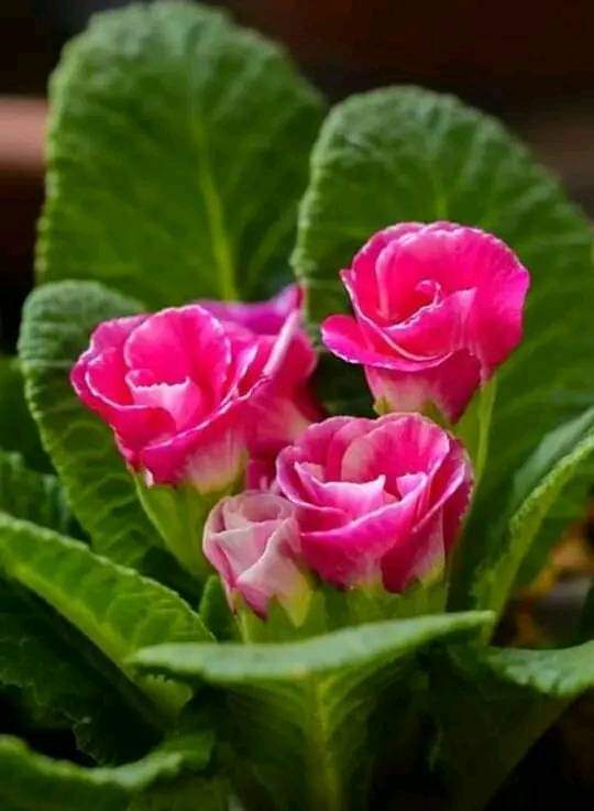 MLbyz's tweet photo. @Mno1192 مني الك جاد من طرابلس https://t.co/6aMmZXtLbm