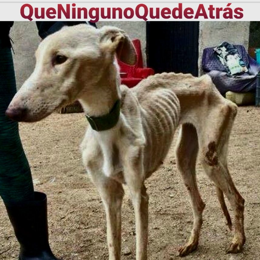 Pido al  <a href="/PSOE/">PSOE</a> que retire la enmienda a la Ley de Protección Animal,Todos los perros son iguales! No al tiro al pichón,Basta de impunidad a cazadores! es de vergüenza! <a href="/sanchezcastejon/">Pedro Sánchez</a> <a href="/gpscongreso/">PSOE Congreso</a>
#PSOENiUnSoloPerroAtras