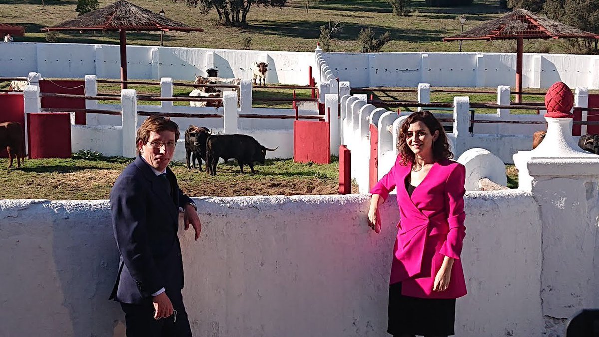 miguelabellan's tweet photo. Ya es una realidad,18 años después el Batán vuelve a abrir sus puertas para exponer las reses que se lidiarán este otoño en @LasVentas.
Gracias al acuerdo de Ayuntamiento @AlmeidaPP_  y Comunidad @IdiazAyuso, los aficionados podrán visitar este mítico espacio en la casa de campo. https://t.co/snxRkJEAUU