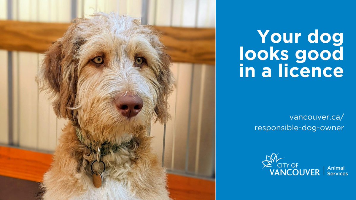 CityofVancouver's tweet photo. Did you know a dog licence helps reunite lost dogs with owners? We can track the address & bring the dog home. 🐶❤️
All dogs in Vancouver older than 3 months must have a licence & wear it around their neck.
Learn more ➡️ https://t.co/kDKshZcCCK
#YVRDogs #ResponsibleDogOwner https://t.co/Zy7WtxHWKS
