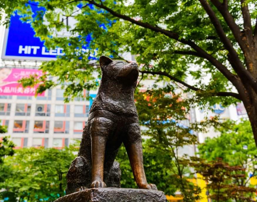 smstUkNOW's tweet photo. #DidYouKnow that the movie "Hachiko" a 2009 American drama film was based on a true story?

In real life, Hachikō (ハチ公) was a Japanese Akita dog who was renowned for his extraordinary loyalty to his late owner Hidesaburō Ueno.

#Film #Hachiko #funfact #UkNOW #Japan https://t.co/wHWyk2ayAc