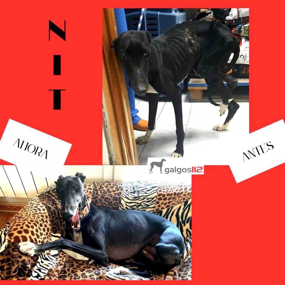 No hacen falta palabras para saber el por qué queremos que se retire la enmienda del @psoe : sus ojos, sus cuerpos ya lo piden a gritos

#PSOENiUnSoloPerroAtras
 <a href="/PSOE/">PSOE</a> <a href="/sanchezcastejon/">Pedro Sánchez</a> <a href="/gpscongreso/">PSOE Congreso</a>