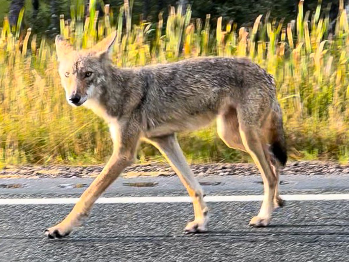 The majority of dogs are overweight or obese. And comparing the body condition of wild wolves to the average dog is like comparing the bodies of endurance athletes to sumo wrestlers.

Note: long thread below but hopefully informative!