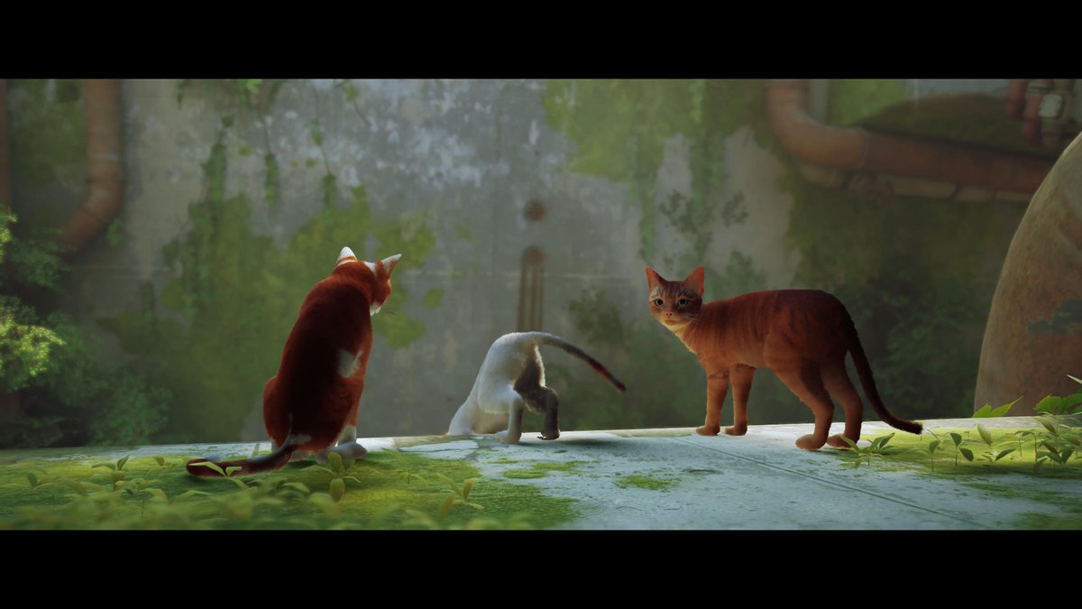 VTA_VN's tweet photo. #PS5Share, #Stray https://t.co/YaYVLPjiwg