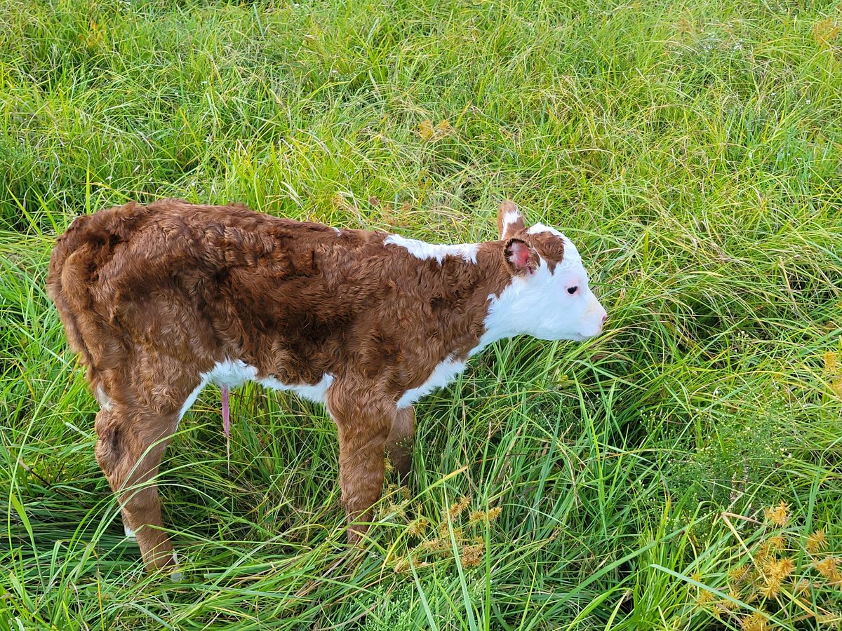 shenandoah_ffa's tweet photo. Calf #2 made her appearance last night! The Herefords are on the board. This wraps up calving for 2022. The rest will calve in the spring. Both moms did their job well. Our breeding program is built on making good females. We are off to a good start! #FarmOn https://t.co/V0WTvxiRyB