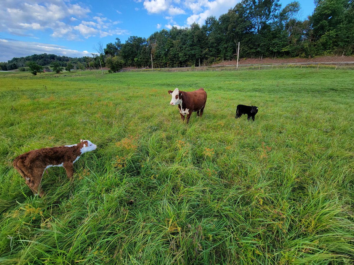 Calf #2 made her appearance last night! The Herefords are on the board. This wraps up calving for 2022. The rest will calve in the spring. Both moms did their job well. Our breeding program is built on making good females. We are off to a good start! #FarmOn