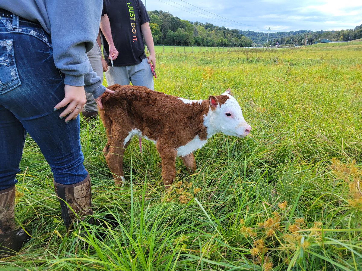 shenandoah_ffa's tweet photo. Calf #2 made her appearance last night! The Herefords are on the board. This wraps up calving for 2022. The rest will calve in the spring. Both moms did their job well. Our breeding program is built on making good females. We are off to a good start! #FarmOn https://t.co/V0WTvxiRyB