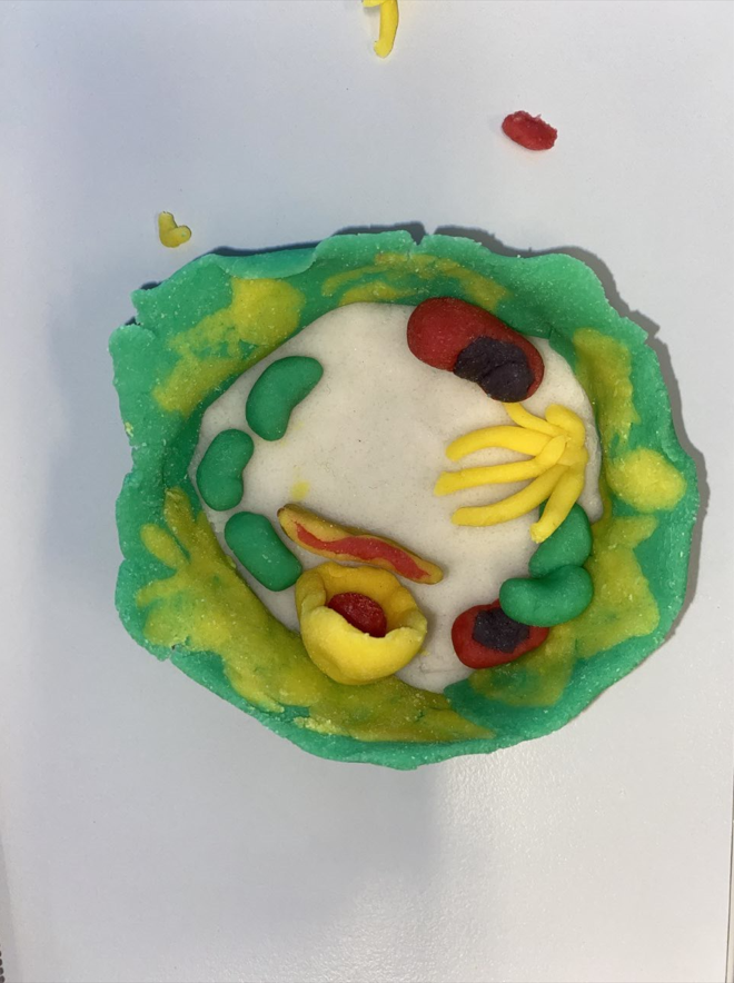 Nemendahópur í líffræði í <a href="/menntaskolisund/">Menntaskólinn við Sund</a> hefur undanfarið verið að læra #frumulíffræði Hvað er betra en að leira til að skilja uppbyggingu frumunnar?  #menntaspjall #kennsluaðferðir #msund