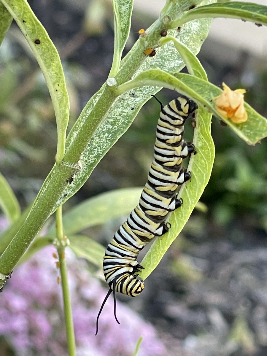 lemsleopards's tweet photo. We have some visitors in our library’s pollinator garden.  Any guesses on what kind of butterfly they will become? #myKCSD @BaccomoEmily https://t.co/AhLJs2RqYI