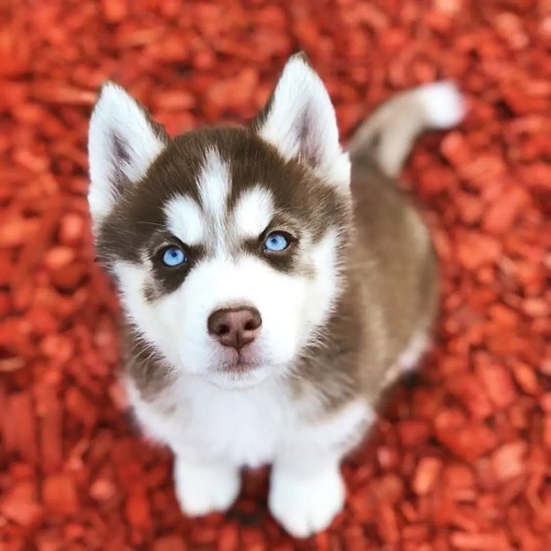 HuskyLoverWorld's tweet photo. Love or not?🥰
#husky #huskytwitter  #dog https://t.co/LcerBNLvJt