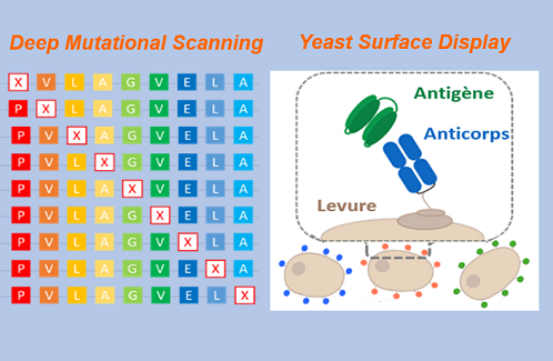 CEA_Joliot's tweet photo. [#ScientificResult @CEA_Joliot in #mAbs] Rapid design of new, highly neutralizing, #monoclonalantibodies against #Sars-CoV-2 by #DeepMutationalScanning and #YeastSurfaceDisplay. #AntibodyEngineering #Covid-19 @NozachH @BernardMaillere @StphaniSimon 
https://t.co/TYjvqkDacI https://t.co/H6G5Q3YY4a