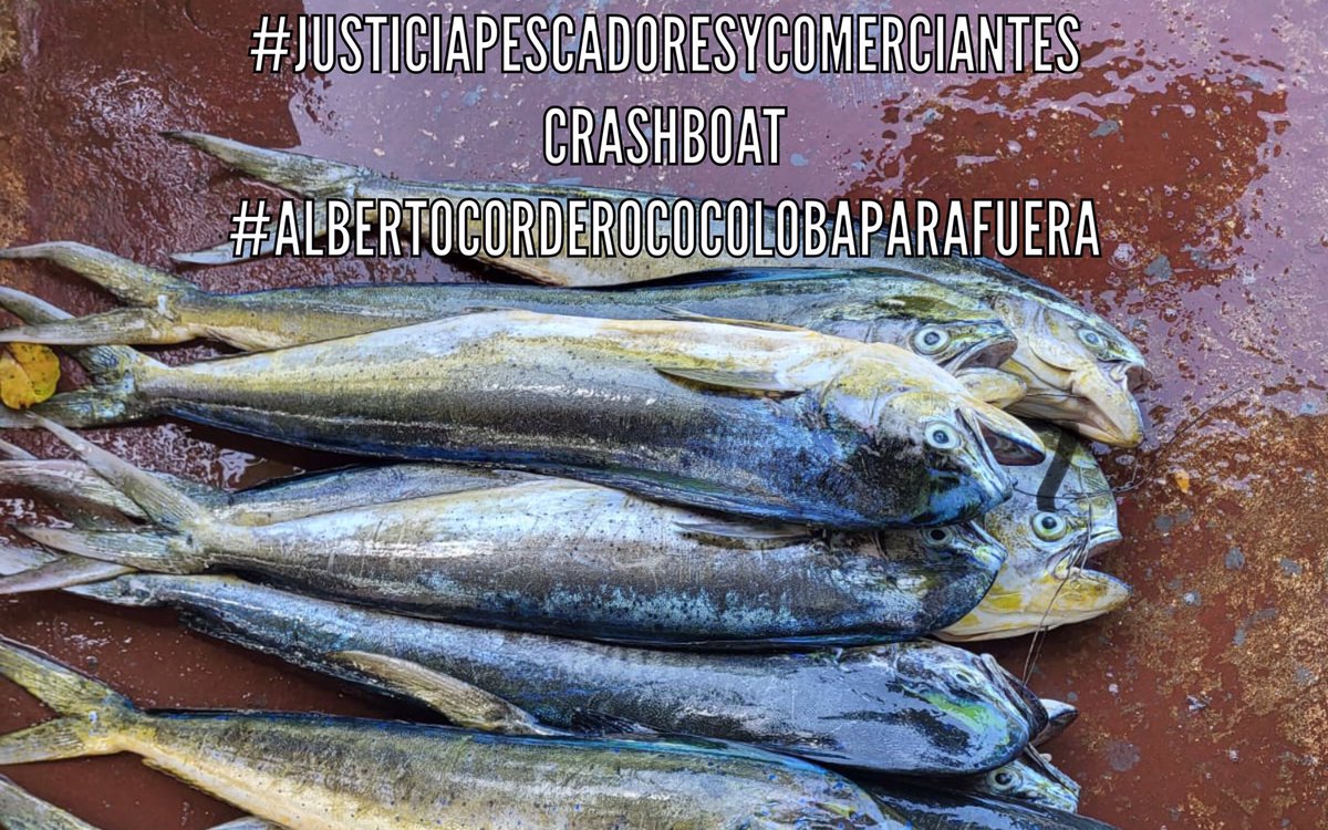 CrashBoatBeach1's tweet image. Enrique Hernandez conocido como Bochito.
Tiene dorado en su casa y hoy está en la mar 
Estoy seguro que va a traer Dorado.
Si te interesa déjame saber