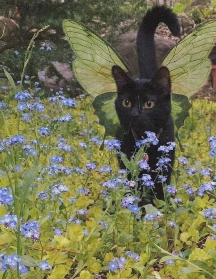 TheeSkarlet's tweet photo. A litteral dream>> #farries #wings #pixiegirlsww #nature #outside #aspire #forrest #trees #cat #pixiecats https://t.co/tqoQRDYwrZ
