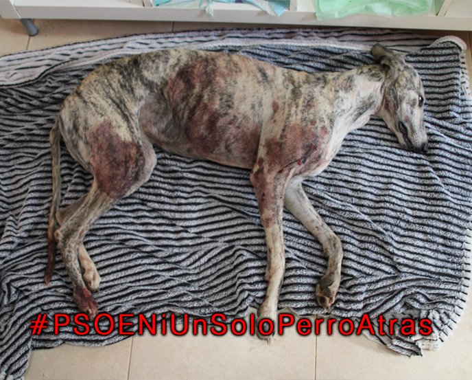 todos los gobiernos acaban pisoteando a las protectoras de animales.
Esperábamos más de algunos del PSOE. pero no....
#PSOENiUnSoloPerroAtras
<a href="/sanchezcastejon/">Pedro Sánchez</a> <a href="/PSOE/">PSOE</a> <a href="/gpscongreso/">PSOE Congreso</a>