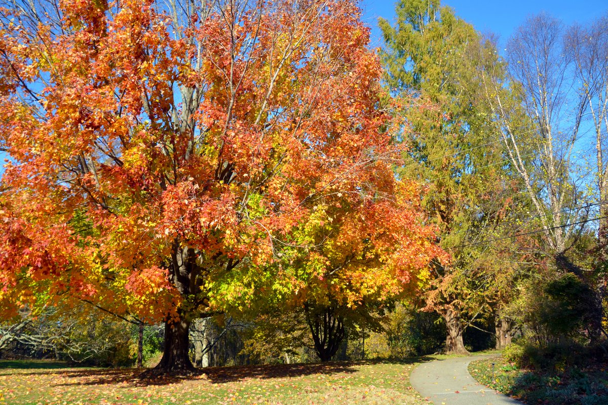 MonCountyParks's tweet photo. It's #NationalFallFoliageWeek!
In our area we often don't see the colors of autumn until late October-November, depending on the weather of course. So check out a few fall foliage favorites from last year to get you ready to enjoy the colors autumn brings in the coming weeks. https://t.co/cxXbwMHz3m