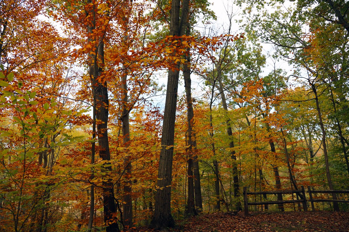It's #NationalFallFoliageWeek!
In our area we often don't see the colors of autumn until late October-November, depending on the weather of course. So check out a few fall foliage favorites from last year to get you ready to enjoy the colors autumn brings in the coming weeks.